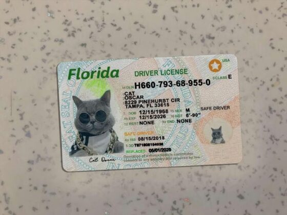 Quick Guide: How to Check Driver’s License Status Florida